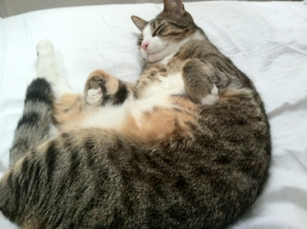 雷火电竞合作-破局者拉文，芝加哥的寒夜里，他终于点燃了那把独一无二的火