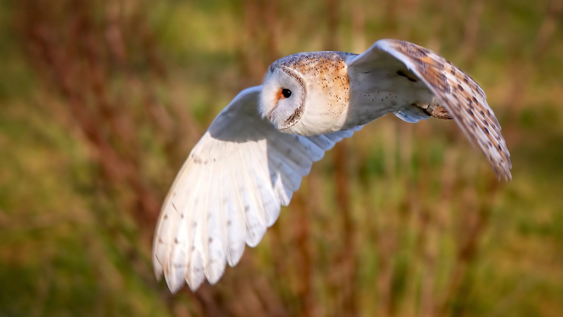 杂牌军逆袭豪门，阿尔及利亚国脚联队如何稳稳拿下尤文，库尔图瓦成胜负手
