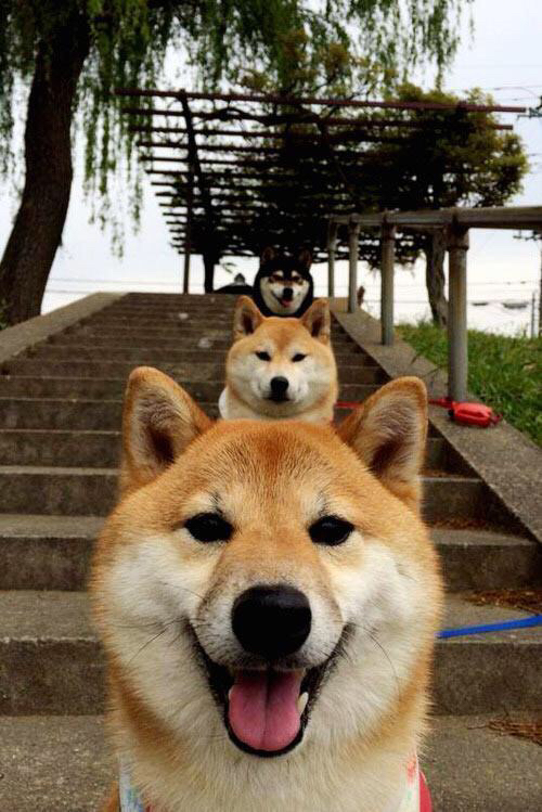 独行侠的筑梦师,东契奇用篮球在亚特兰大上空绘制的唯一杰作